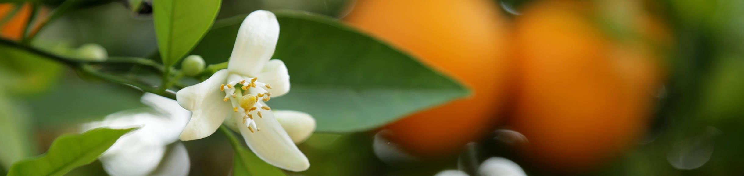 Citrus Bloom