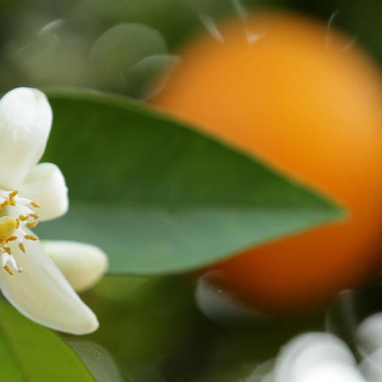orange blossoms (c) UCR / Stan Lim 