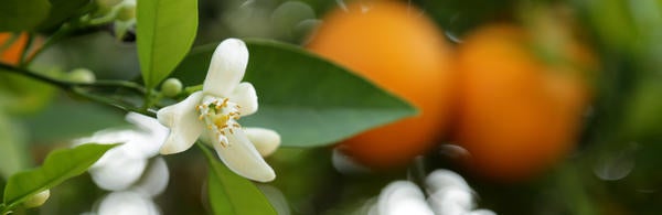Citrus Bloom
