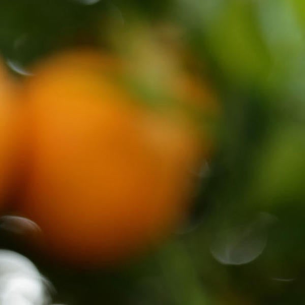 orange blossoms (c) UCR / Stan Lim 
